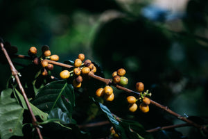 Brasil Santa Alina Honey