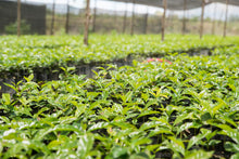 Load image into Gallery viewer, Indonesia - Sumatra Lintong