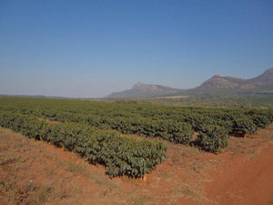 Malawi Pamwamba Washed