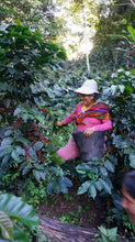 Load image into Gallery viewer, Peru - El Santuario Fairtrade Organic Washed