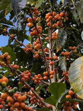 Load image into Gallery viewer, Peru - El Santuario Fairtrade Organic Washed