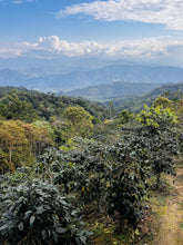 Load image into Gallery viewer, Peru - El Santuario Fairtrade Organic Washed